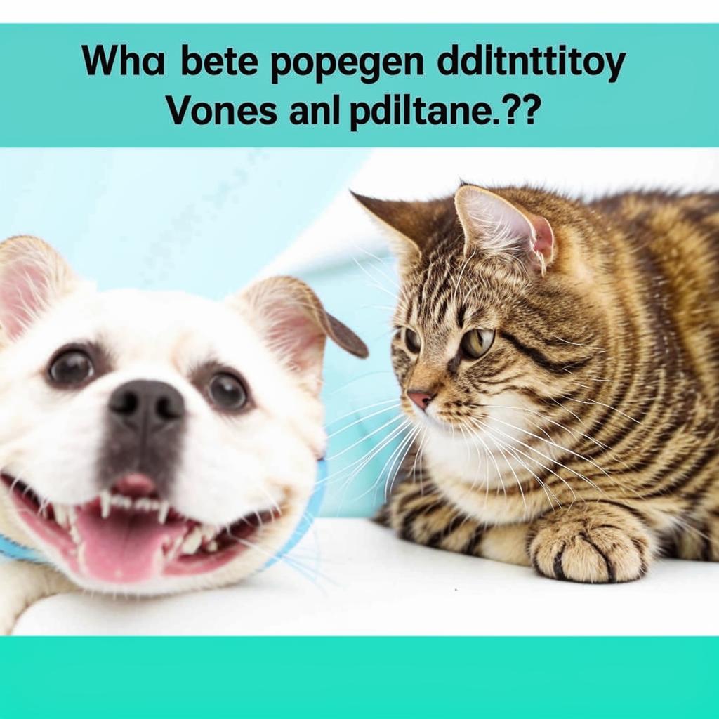Всё о ветеринарной стоматологии Какие проблемы с зубами бывают у кошек и собак