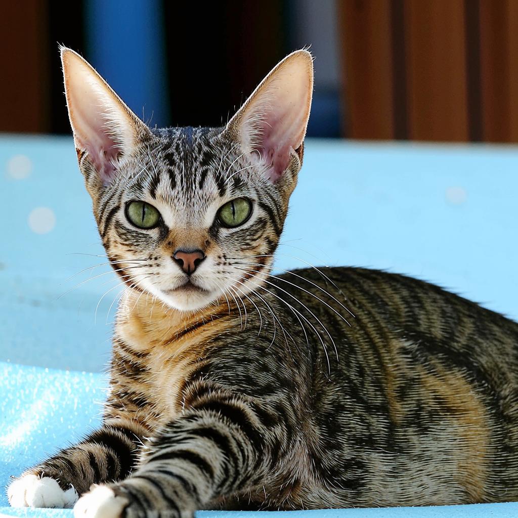 Петерболд Краткая информация о породе