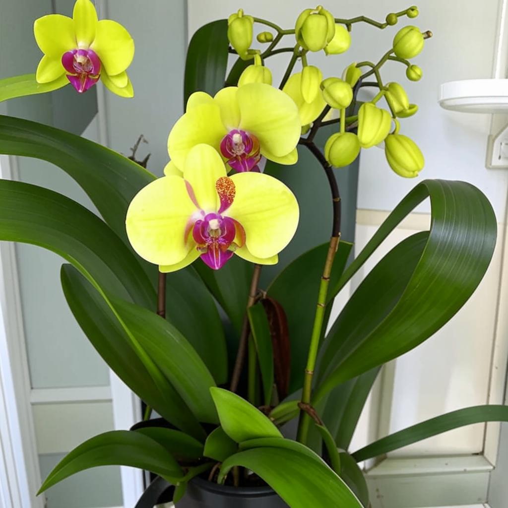 Петербургская орхидея Уход и содержание