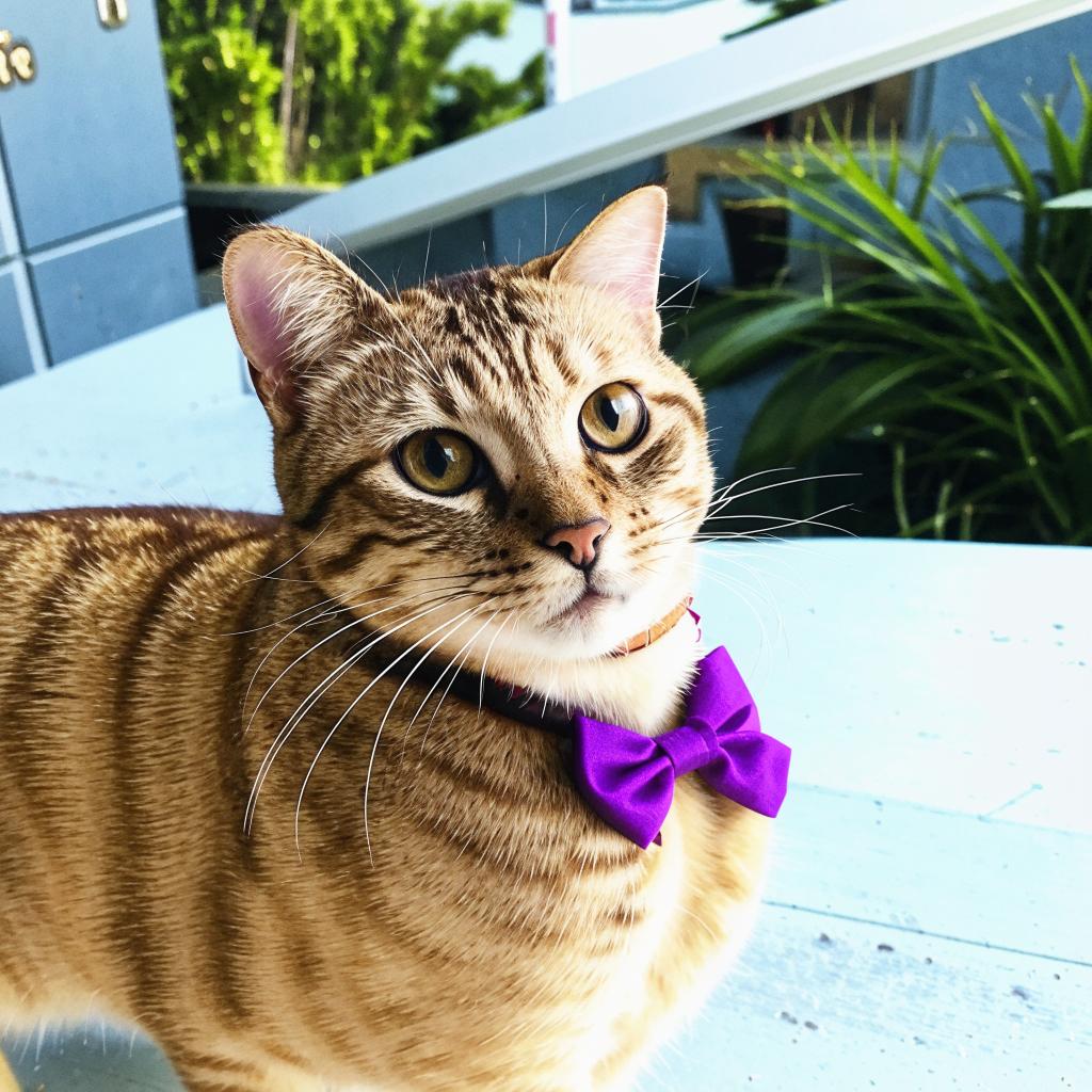 Сингапурская кошка Чем кормить