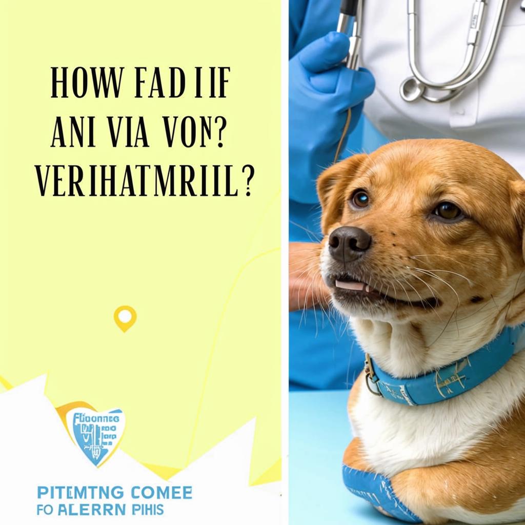 Как найти ветеринара? Как часто нужно посещать ветеринара