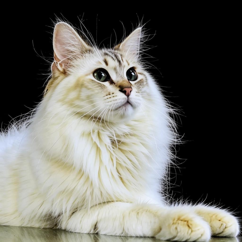 Нибелунг Уход и содержание