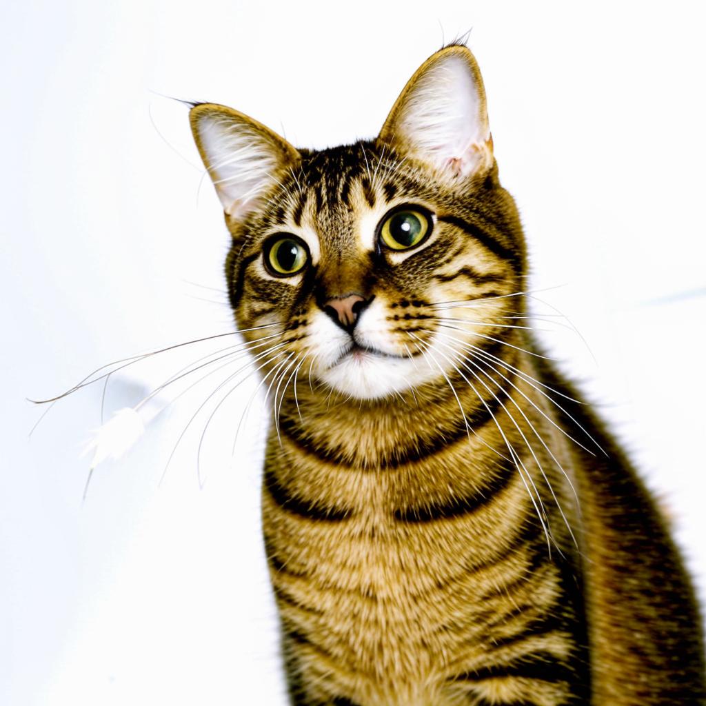 Ориентальная кошка Чем кормить