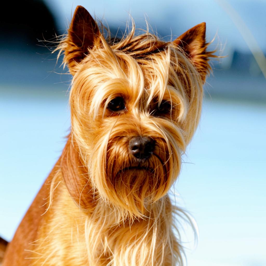 Ирландский терьер Здоровье и болезни Ирландский терьер