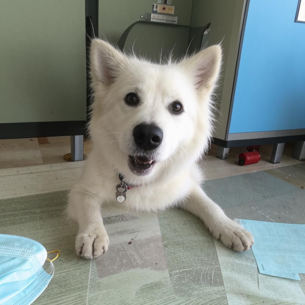 Западно-сибирская лайка Куда обращаться если заболела