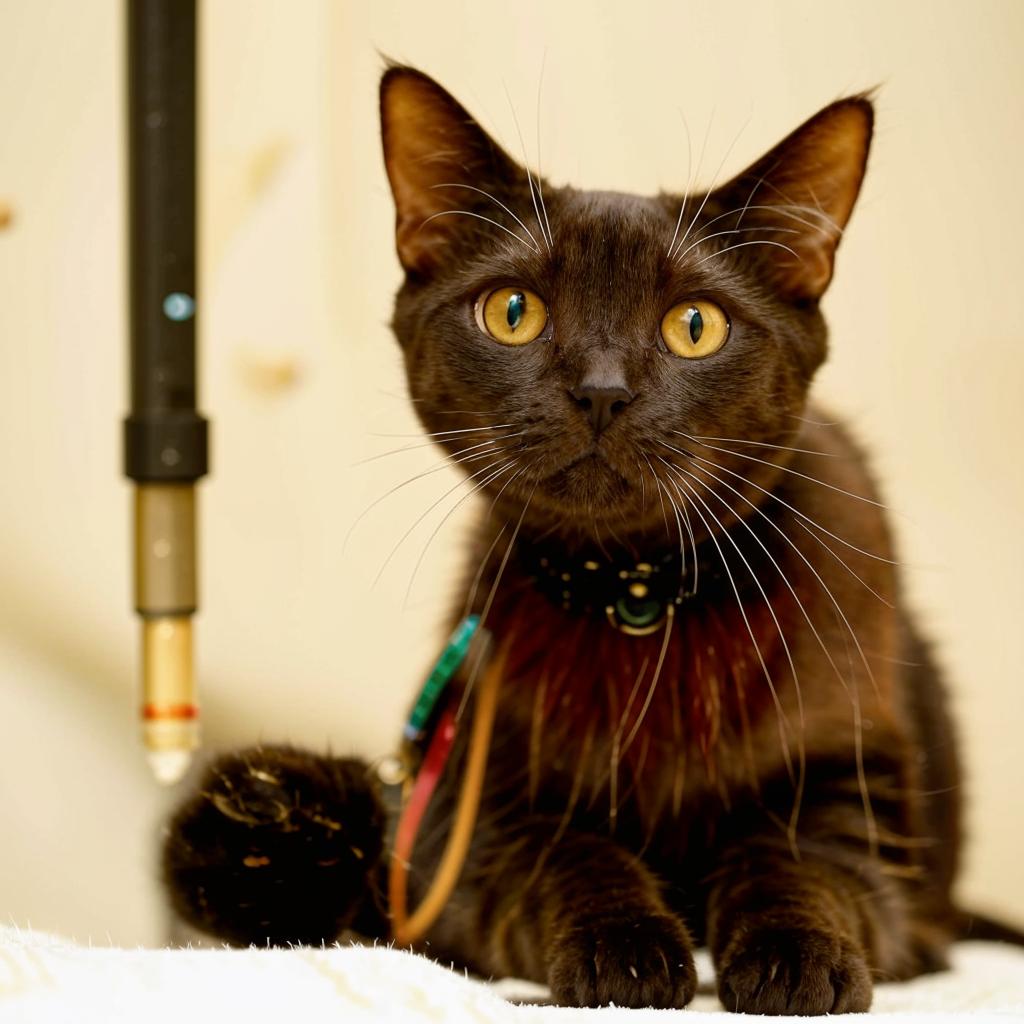 Гавана браун Чем кормить