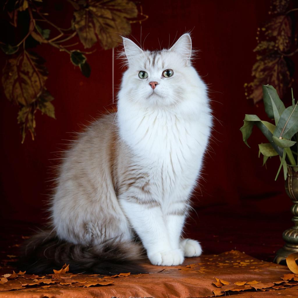 Невская маскарадная кошка Чем кормить