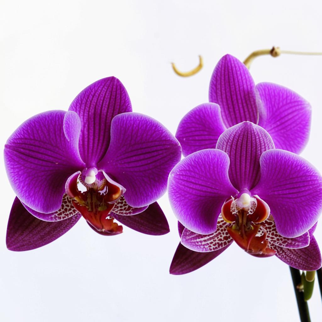 Петербургская орхидея Сколько стоит Петербургская орхидея