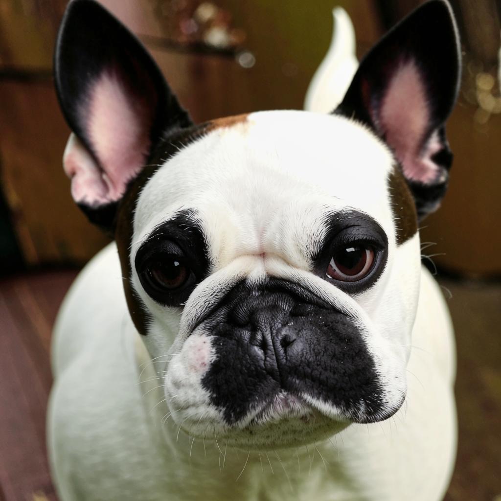 Бостон-терьер Уход и содержание