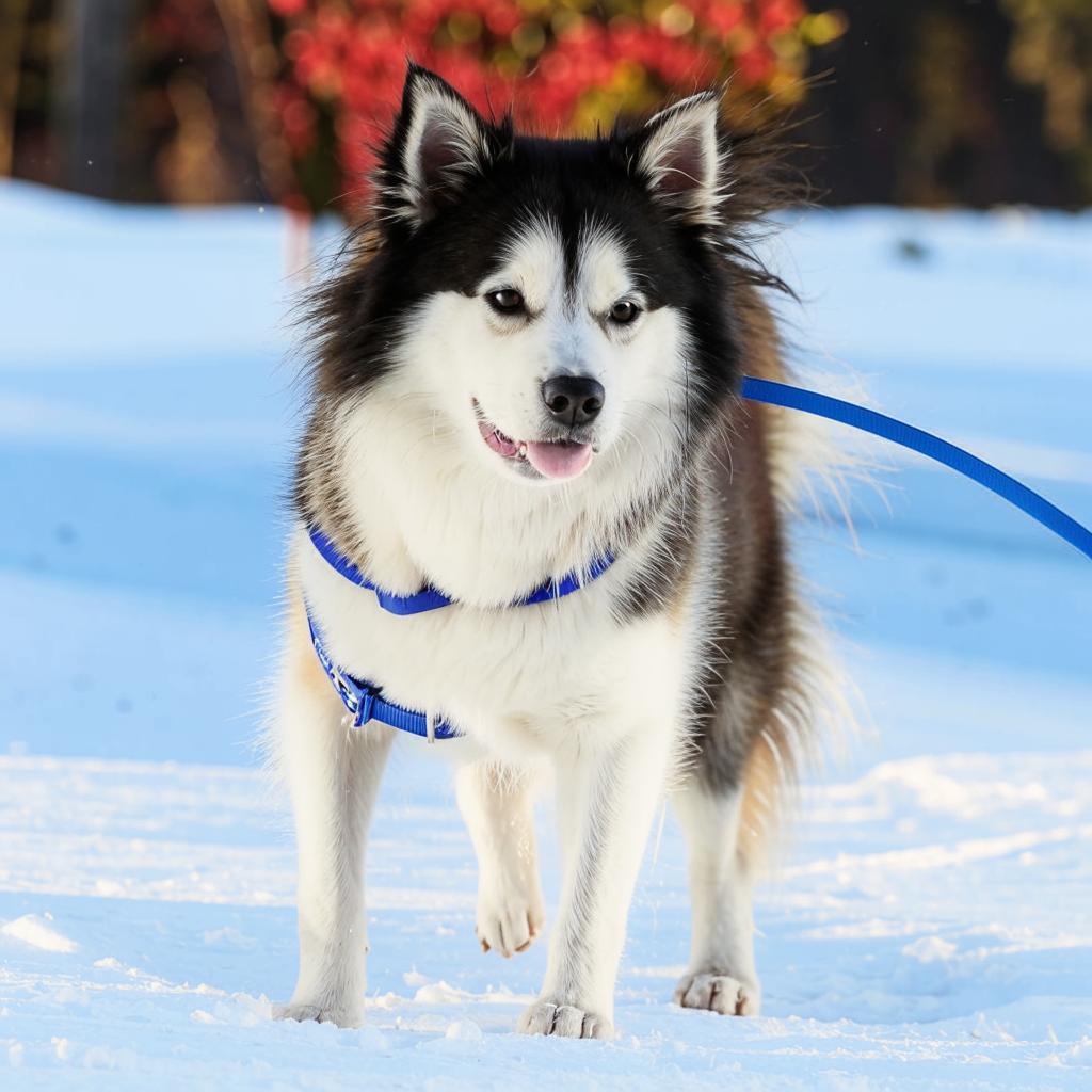 Аляскинский кли-кай Основные моменты