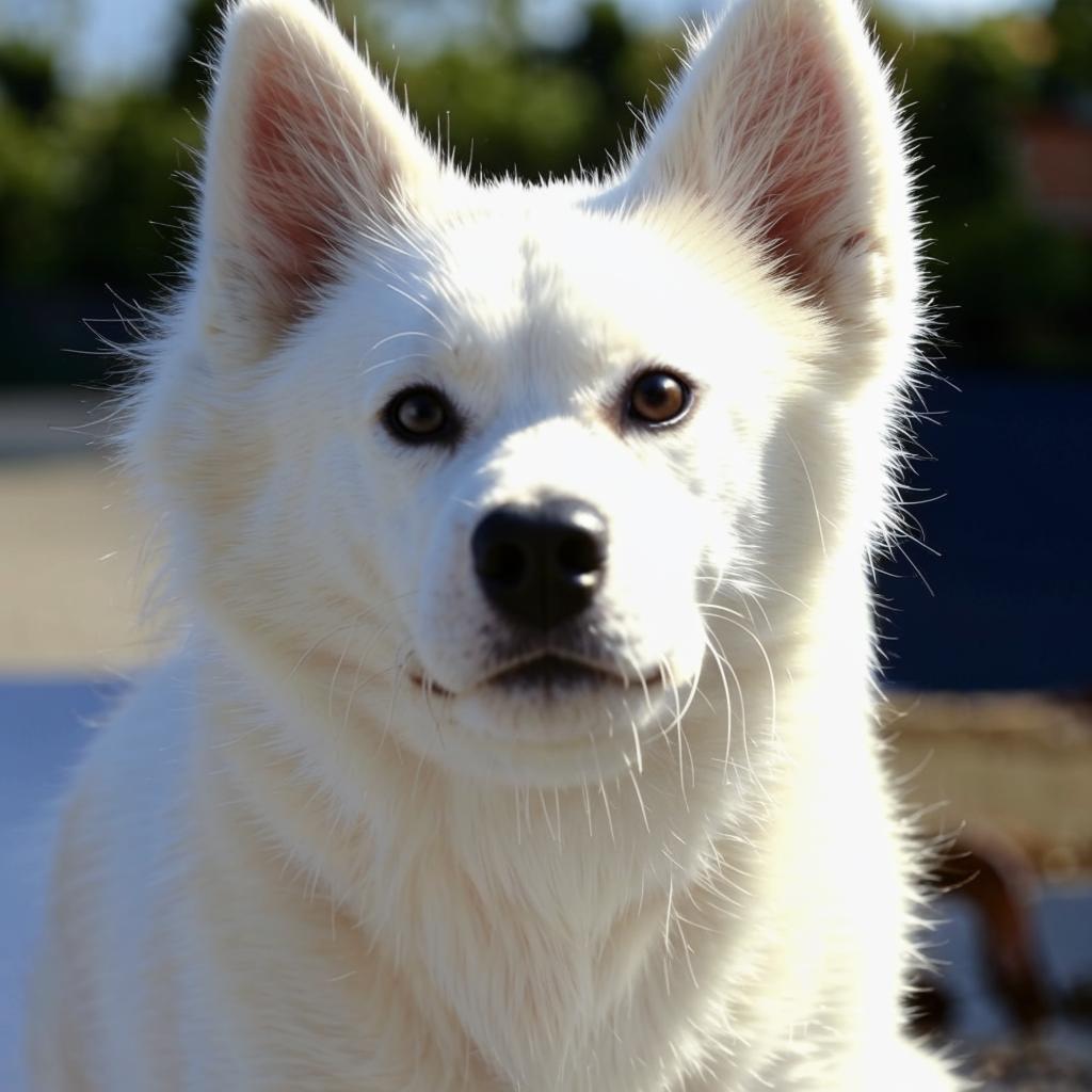 Русско-европейская лайка Здоровье и болезни Русскоевропейская лайка