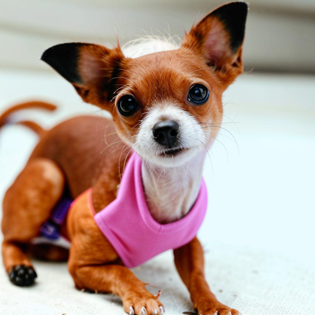 Той-фокстерьер Краткая информация о породе