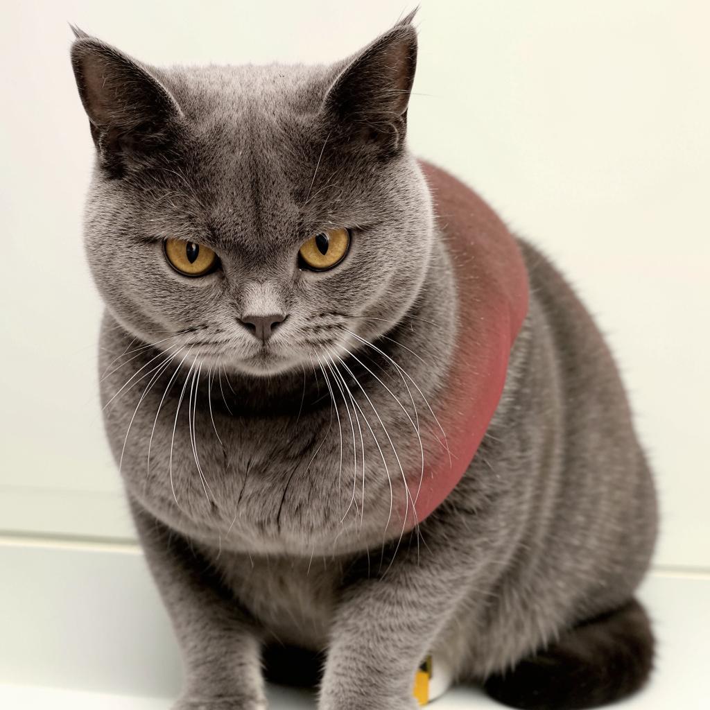 Британская короткошерстная кошка Сколько стоит Британская короткошерстная кошка