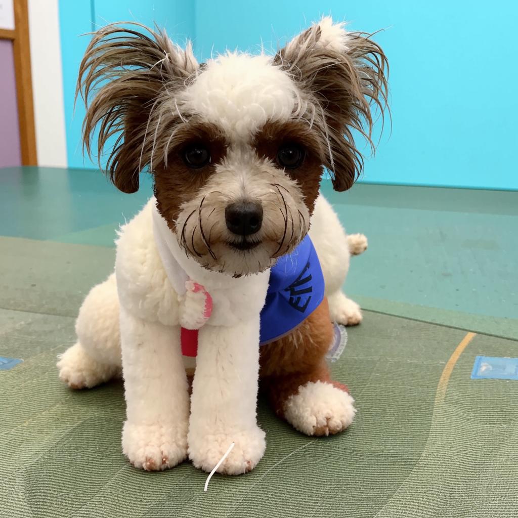 Гаванский бишон Воспитание и дрессировка