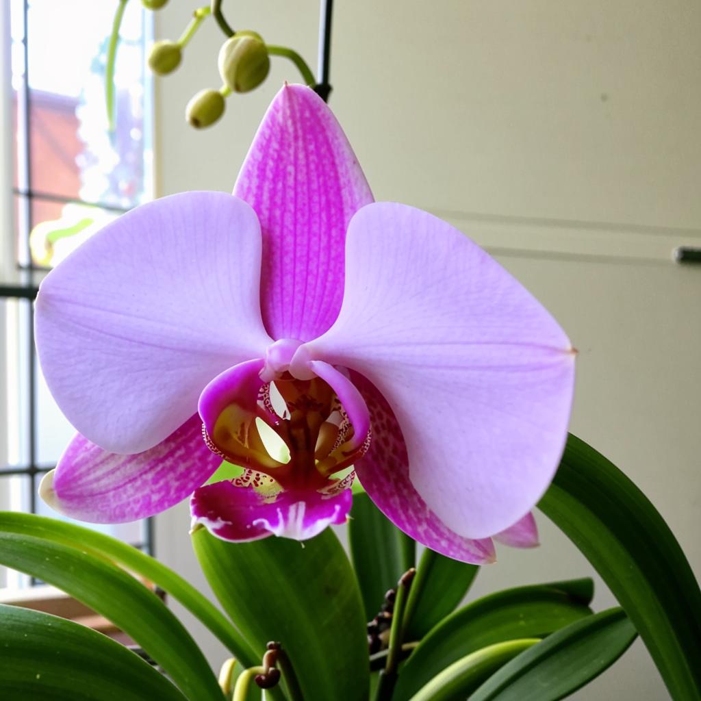 Петербургская орхидея Чем кормить